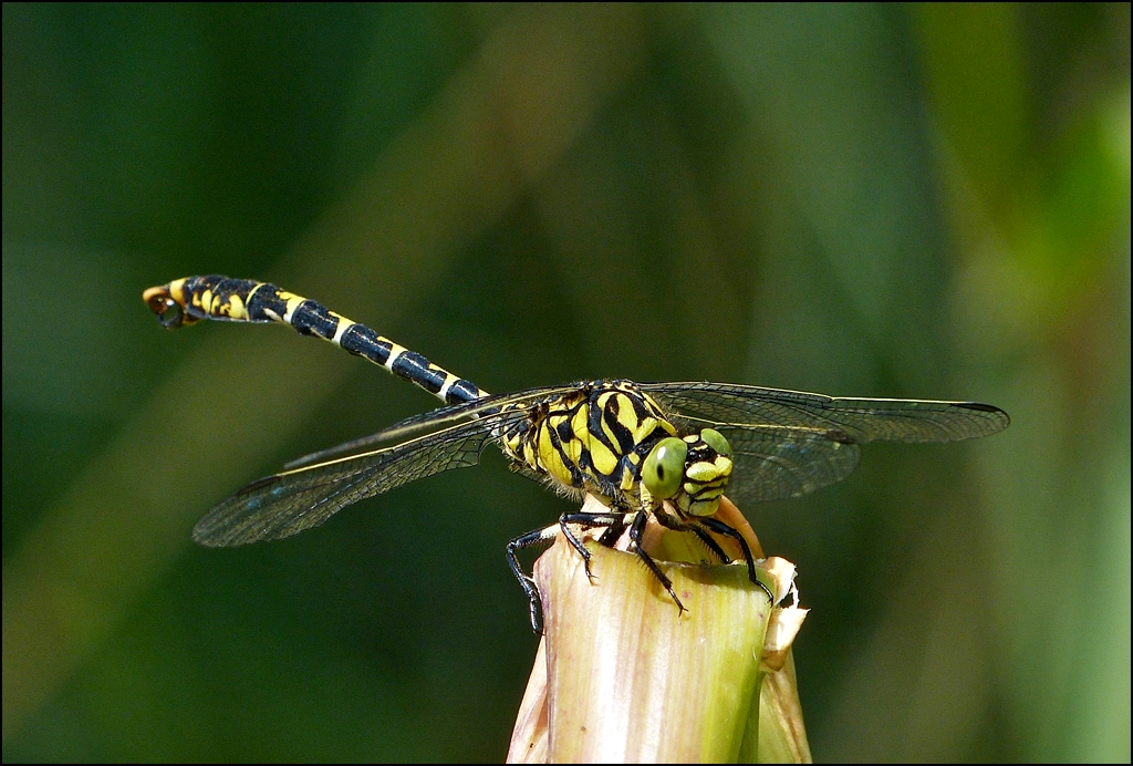 . Fotosession f�r die Blaugr�ne Mosaikjungfer (Aeshna cyanea). 16.07.2013 (Jeanny)