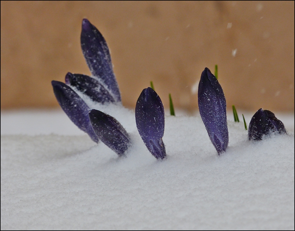 . Frosted crocuses. 12.03.2013 (Jeanny)
