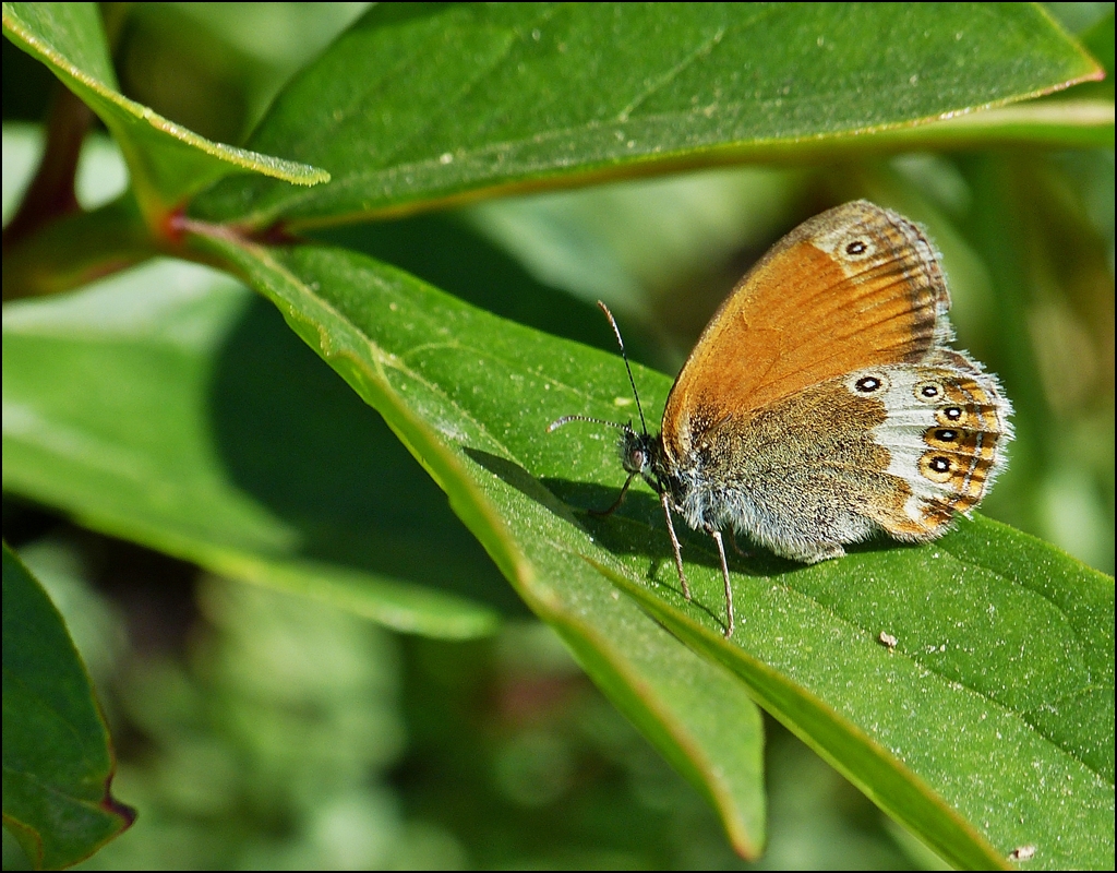 . Klein aber fein, das Wei�bindige Wiesenv�gelchen. 20.07.2013 (Jeanny)