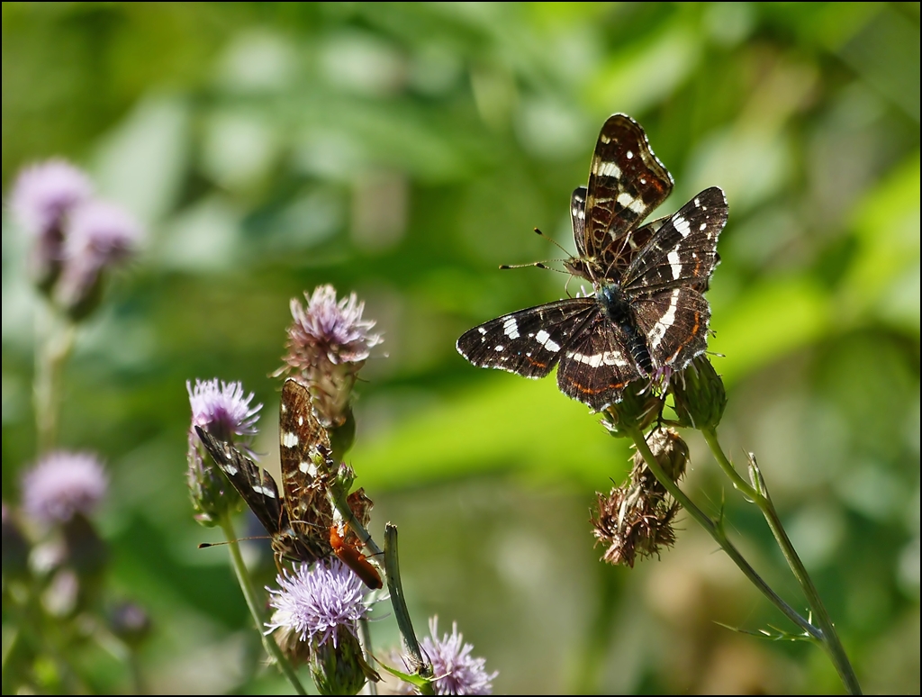 . Landk�rtchen lieben Disteln. 05.08.2013 (Hans)
