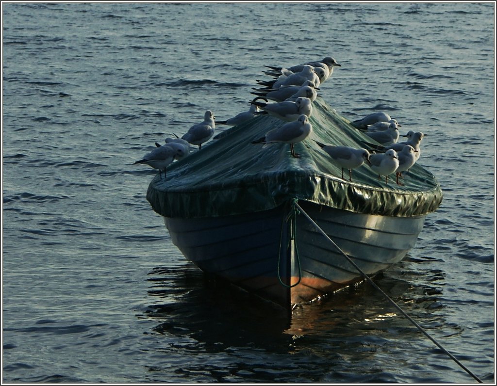 Alle im selben Boot...
(23.01.2012)