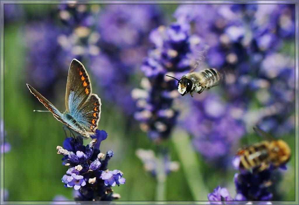 Alles fliegt auf Lavendel...
(20.07.2013)

