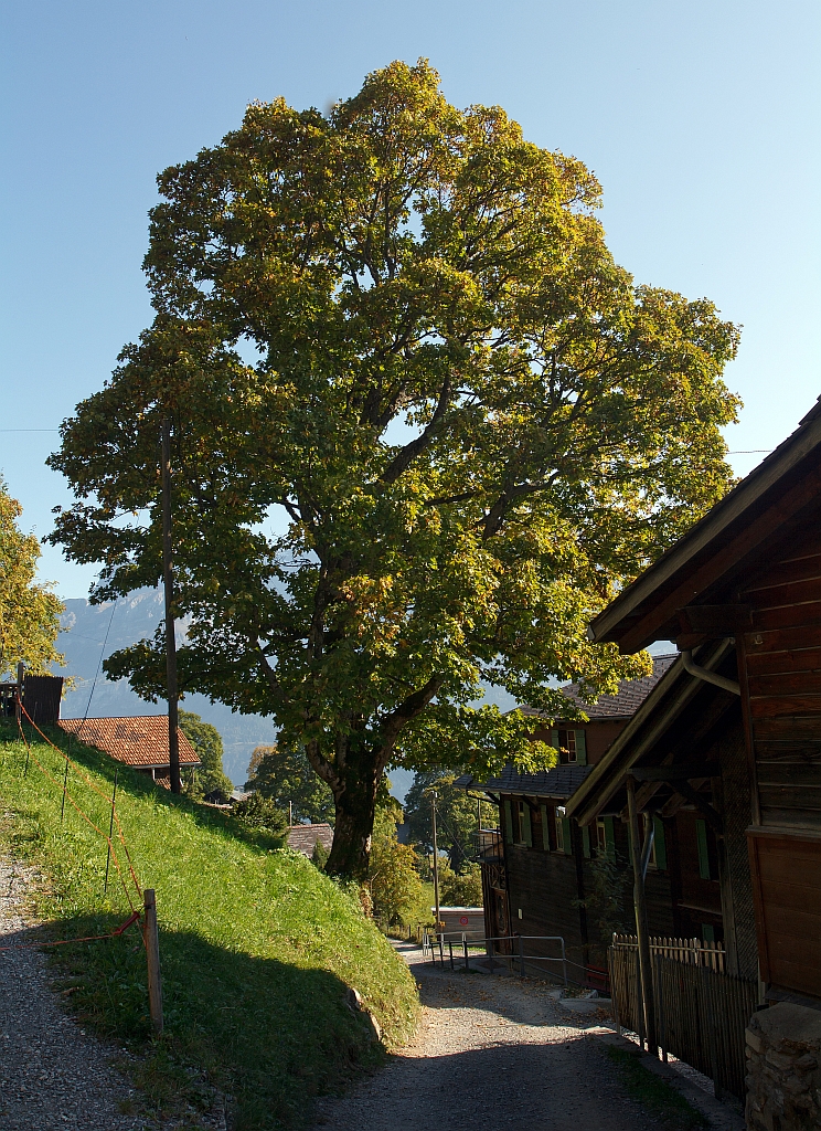 Am 01.10.2011 auf der Planalp (oberhalb vom Brienzersee).