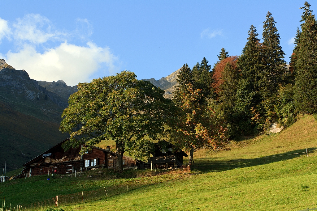 Am 01.10.2011 auf der Planalp (oberhalb vom Brienzersee).