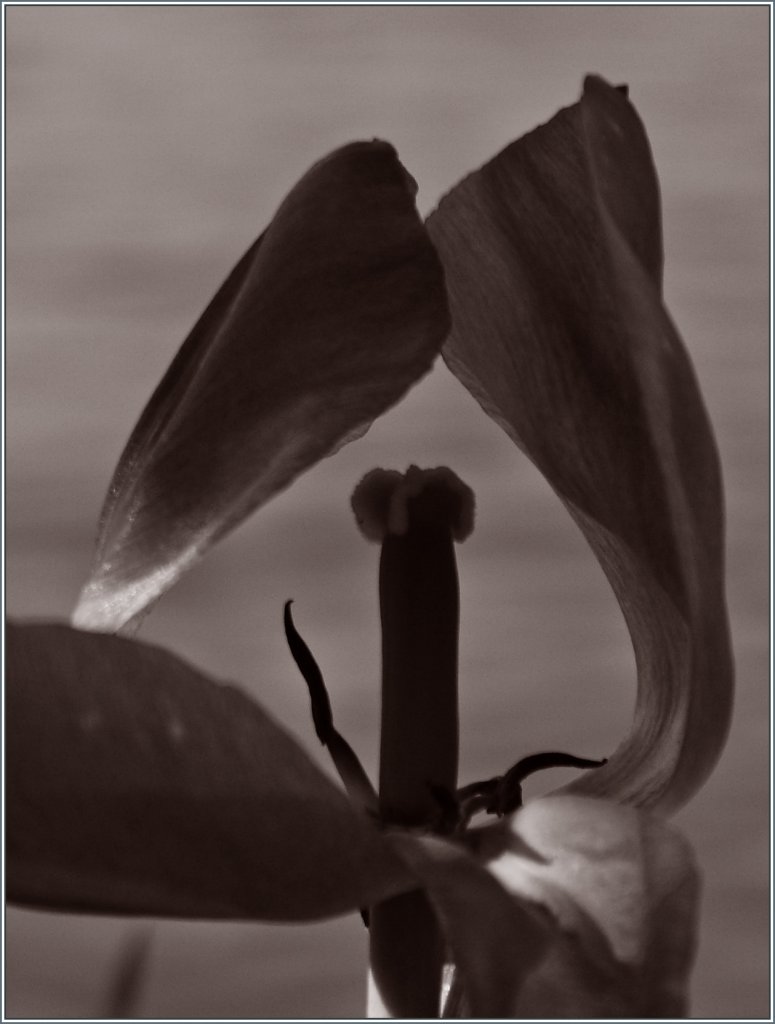 Am Ende der Bl�tezeit.
(14.05.2013) 