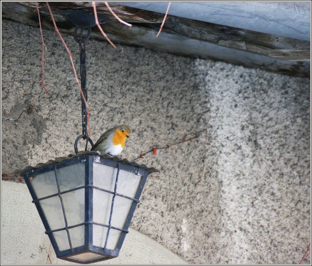 An diesem Platz kann es niemand st�ren, und so beobachtet das Rotkehlchen die Welt unter sich in aller Ruhe.
(20.01.2011)