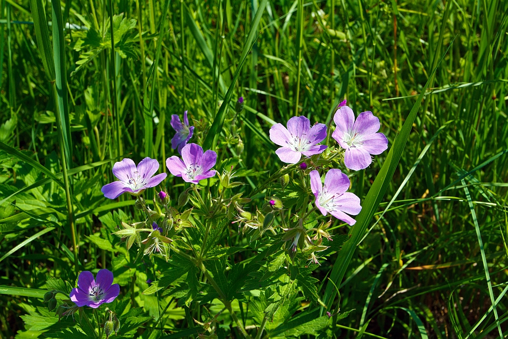 Auch f�r andere Sch�nheiten habe ich noch Augen - Bl�chen in einer Wiese bei Chaulin (CH) am 27.05.2012.