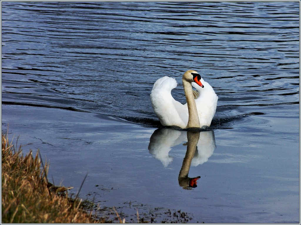 Auch der Schwan sp�rt den nahenden Fr�hling.
(12.03.2013)
