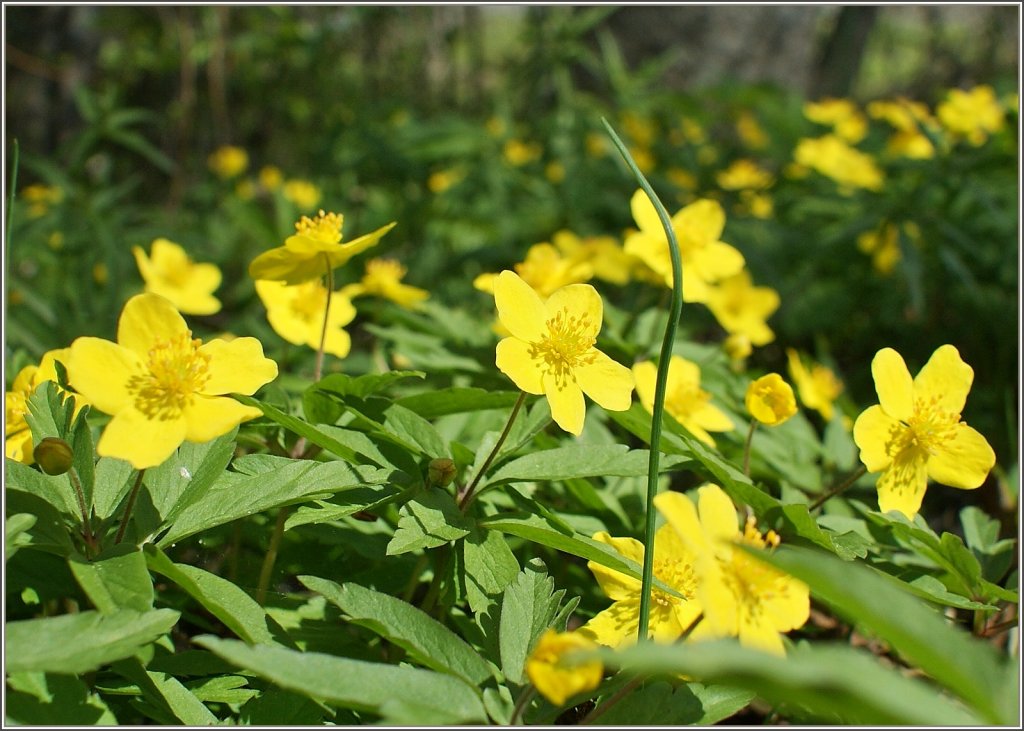 Aussicht auf den Fr�hling...
(04.05.2012)