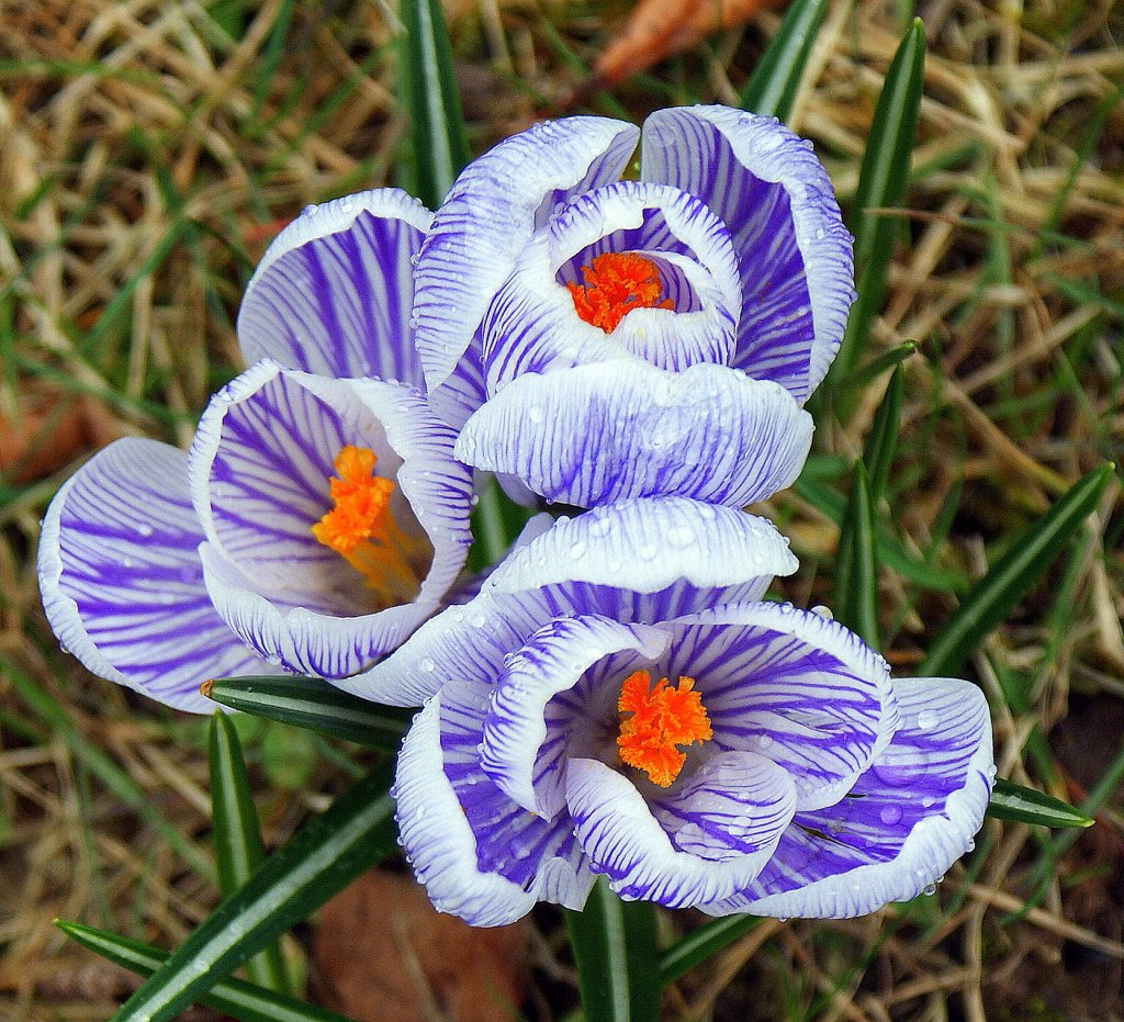 Bald wird es Fr�hling...
(20.03.2010)