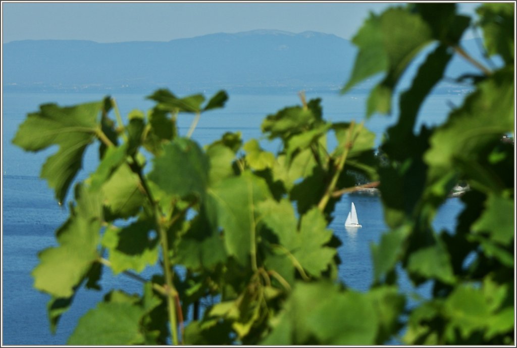 Blick durch die Reben auf den See.
(18.07.2012)

