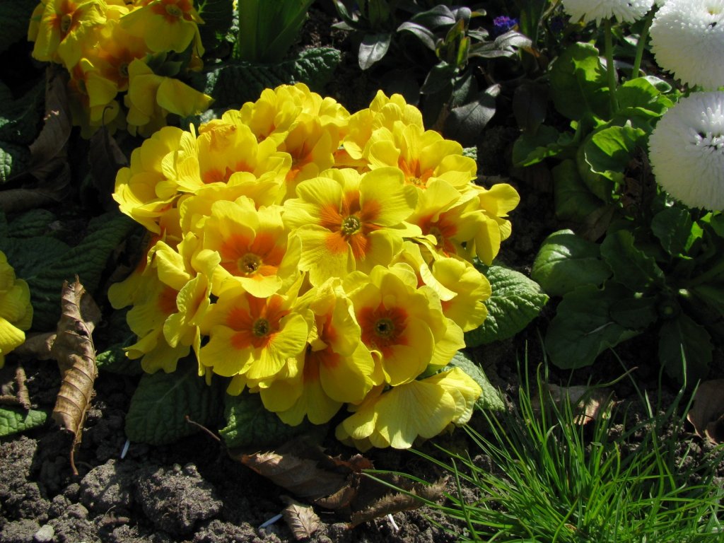 Blumengru� zum Fr�hling