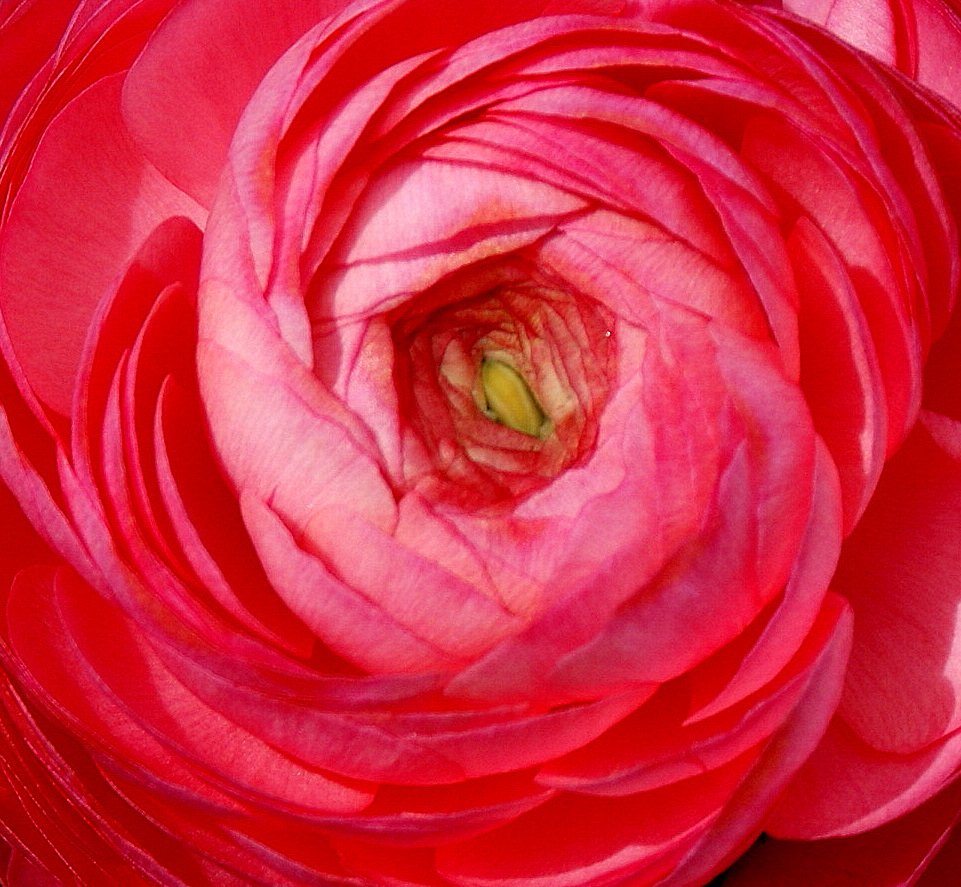 Blumenstrudel
(31.05.2010)