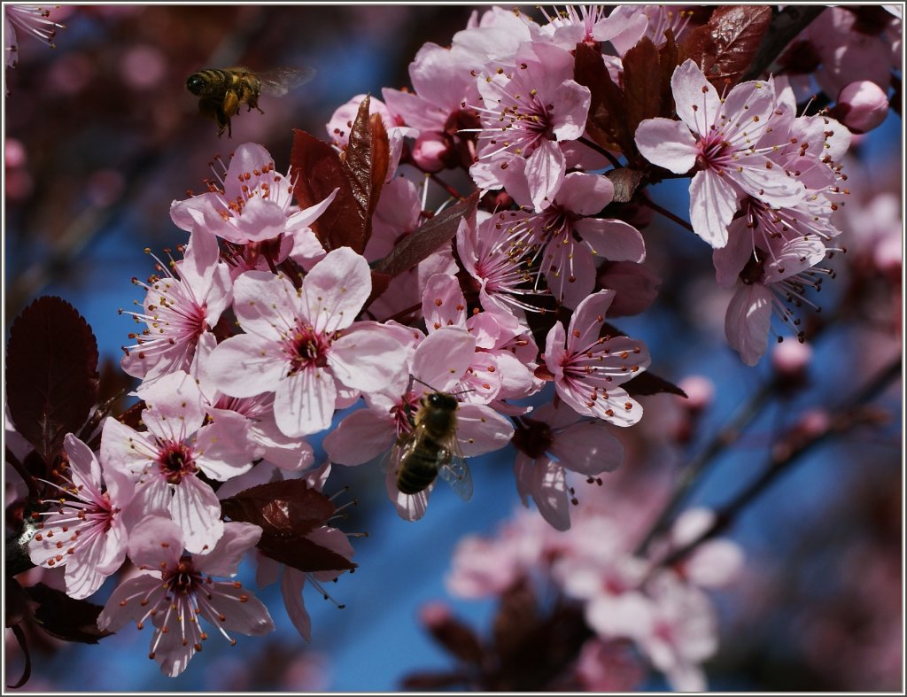 Bunte Fr�hlingsbl�ten locken die Bienen mit ihrem Duft.
(01.04.2011)