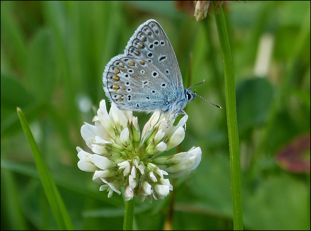 Darf ich mich vorstellen, mein Name ist Hauhechel-Bl�uling. 09.08.2012 (Hans)