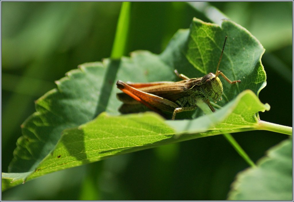 Das verstecken auf dem Blatt hat der Heuschrecke nichts gen�tzt, die Fotografin hat sie trotzdem entdeckt.
(03.08.2013)