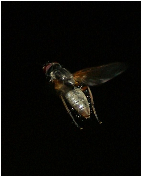 Der Versuch eine Fliege im Flug zu fotografieren.
(23.06.2010)