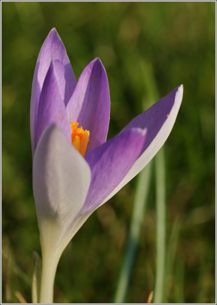 Diese Krokusbl�te �ffnet sich den w�rmenden Sonnenstrahlen.
(04.03.2011)