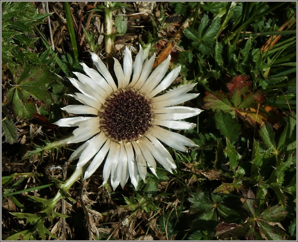 Durch das Sonnenlicht zeigt sich die Sch�nheit dieser Distel.
(10.09.2011) 