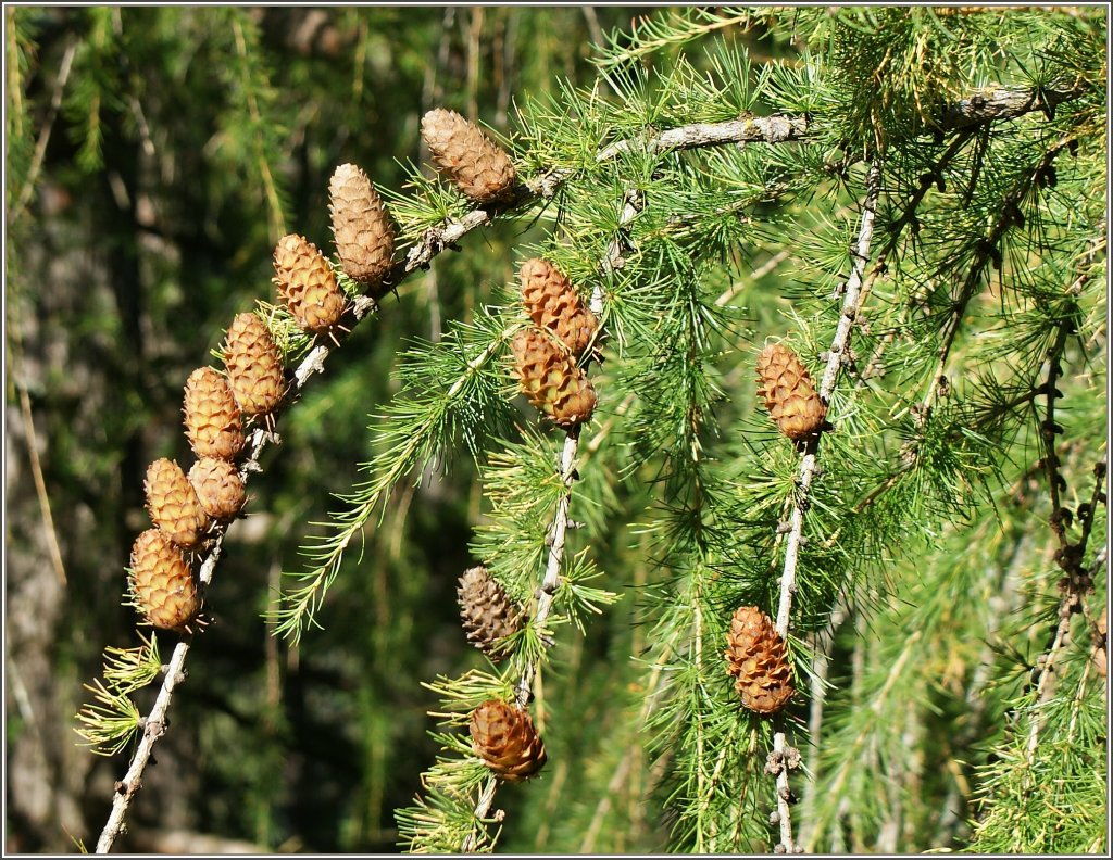 Ein besonders sch�ner Baumschmuck: Tannenzapfen.
(13.09.2011)
