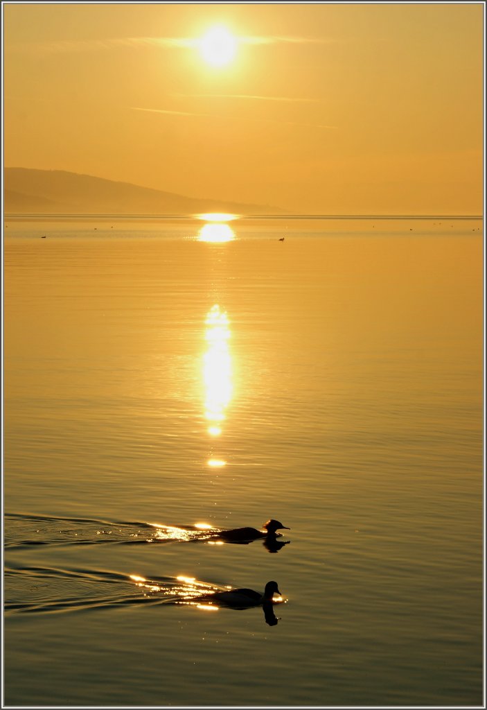 Ein Entenpaar im Sonnenuntergang
(27.02.2012)
