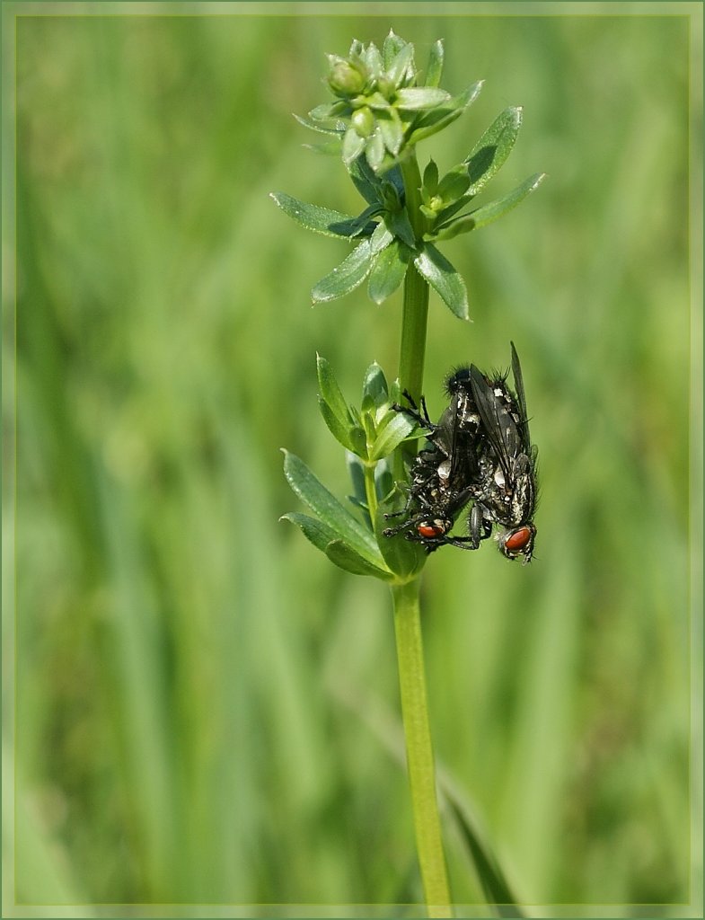 Ein etwas anders Fr�hlingsbild.
bei St-L�gier am 10. April 2011