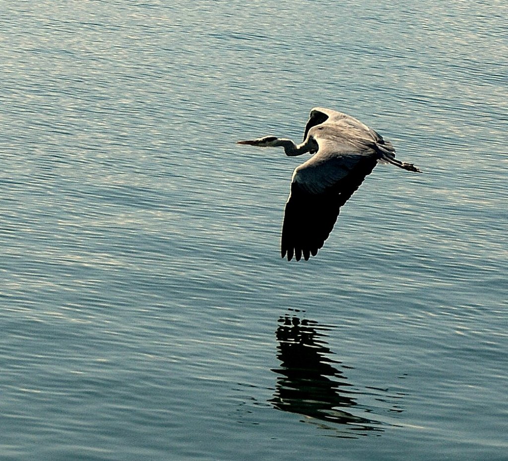 Ein Fischreiher im Flug
(19.05.2009)
