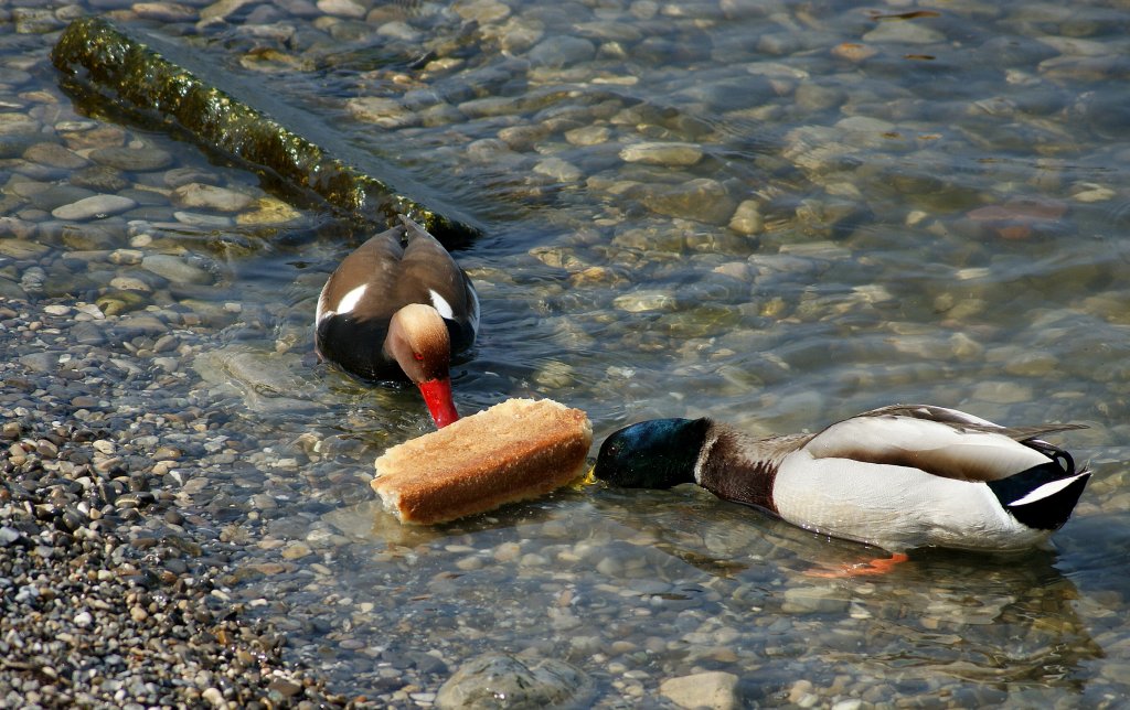 Ein grosses St�ck Brot bietet diesen Enten eine Abwechslung im Men�plan.
(16.04.2010)