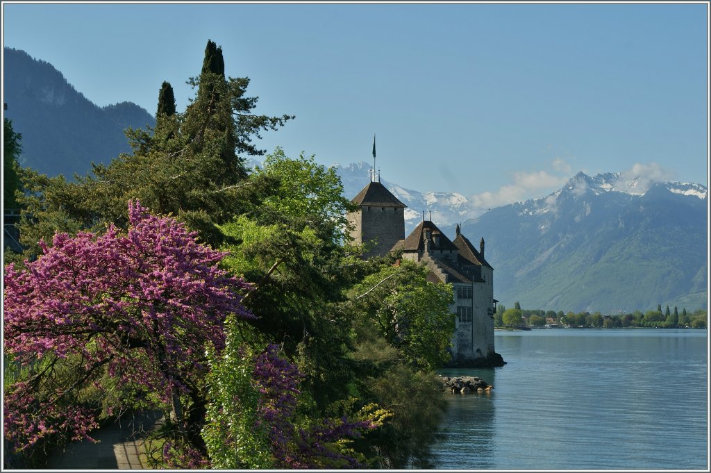 Ein Hauch Fr�hling beim Ch�teau de Chillon.
Mai 2013