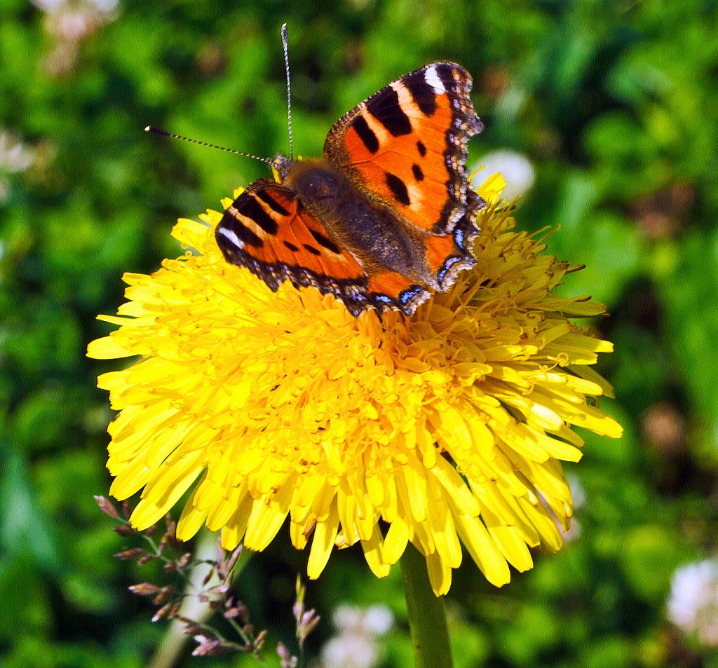 Ein Kleiner Fuchs (Aglais urticae) sitzt auf einer L�wenzahnbl�te und saugt den Nektar, bei Betzdorf am 03.07.2012.