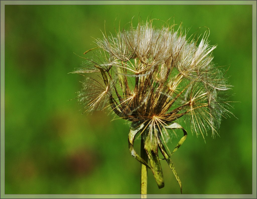 Ein L�wenzahn einmal anderst gesehen.
(31.07.2012)
