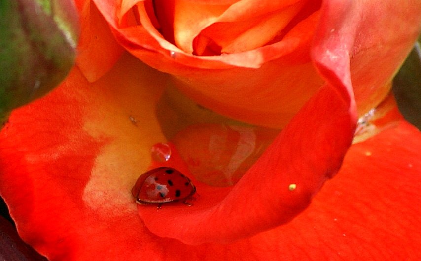 Ein Marienk�fer auf dem Weg zur Wasseraufnahme
(07.06.2010)