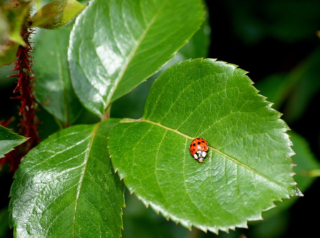Ein Marienk�fer auf einem Rosenblatt
(07.06.2010)