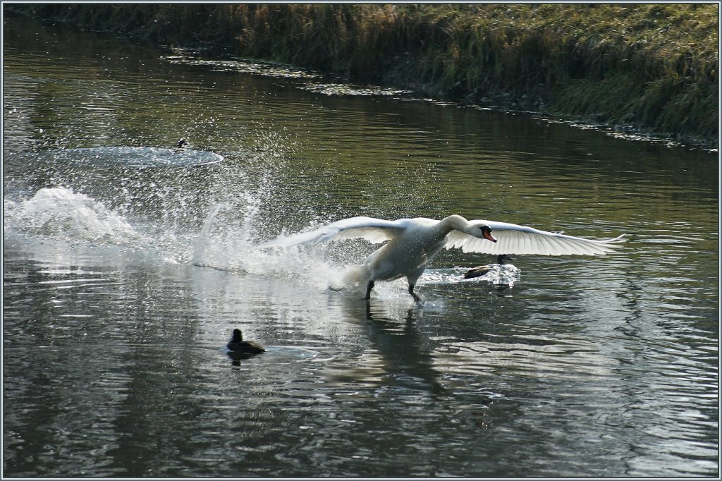 Ein Schwan im Landeanflug. Die Enten k�nnen gerade noch ausweichen.
(25.02.2013