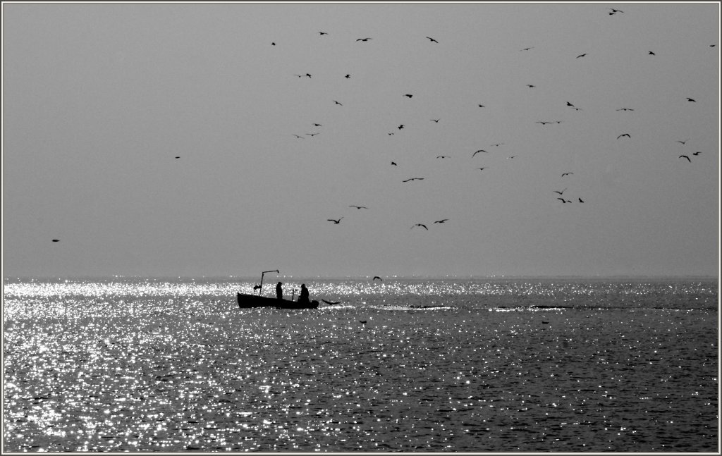 Ein Schwarm von M�wen folgt dem heimgekehrenden Fischerboot.
(24.01.2011)