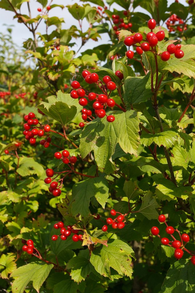 Ein Strauch mit roten Fr�chten, desen Namen ich nicht kenne, am 11.08.2011 bei Oberpleis, Deutschland (Siebengebirge).