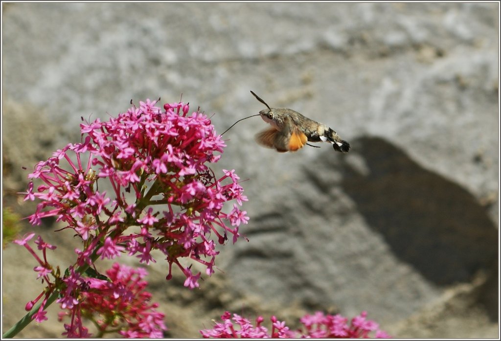 Ein Taubenschw�nzchen beim Nektar saugen.
(28.05.2011) 