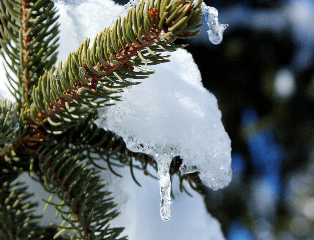 Ein vielbewunderter Baumschmuck im diesj�hrigen Winter: Eistropfen bzw.Eiszapfen.
(8.02.2010)