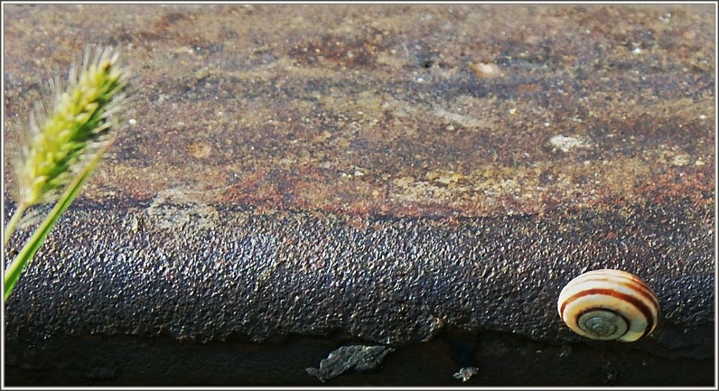 Ein Zug f�hrt hier schon lange nicht mehr, so nutzt die Schnecke das Gleis f�r ihre Ruhepause.
(15.06.2011)
