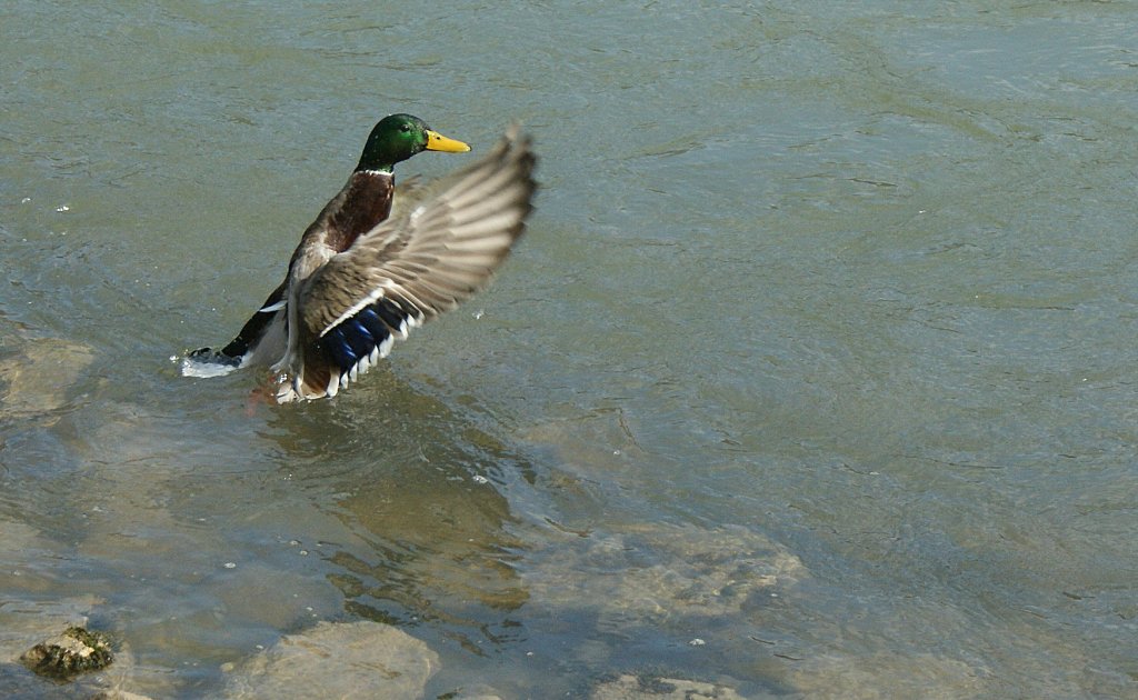 Eine Ente beim Morgenbad.
(19.03.2010)
