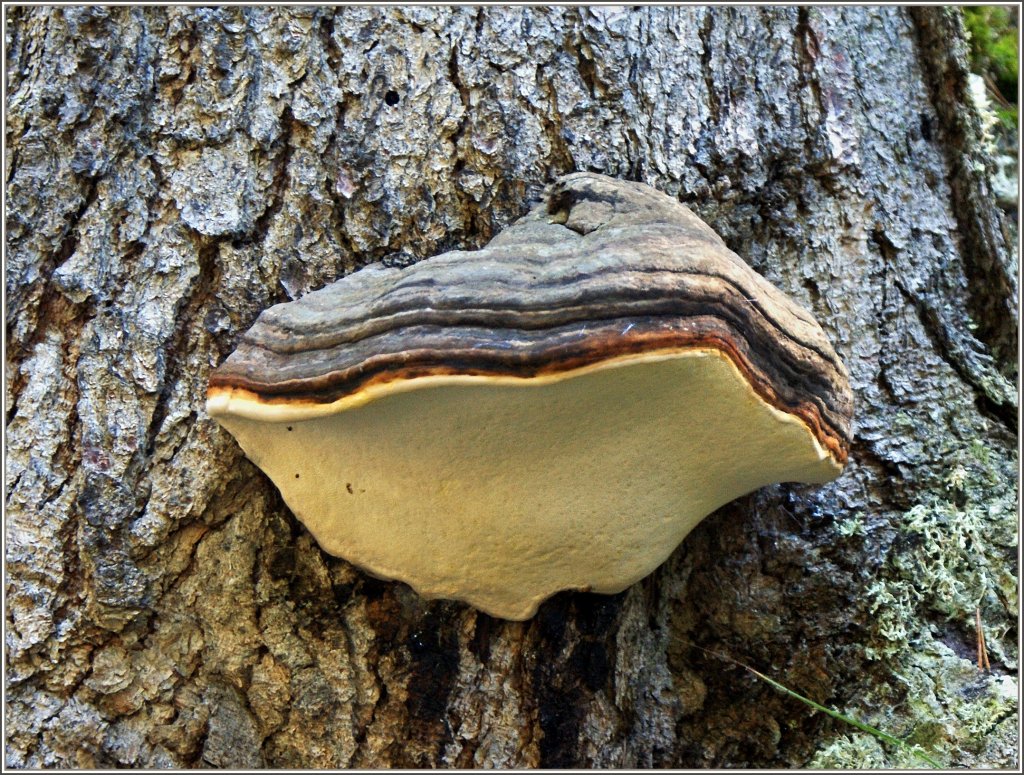 Eine geschlossene Auster an einem Baumstamm...
(13.09.2011) 