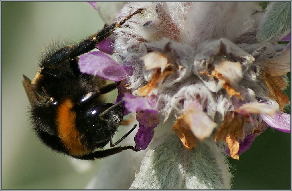 Eine Hummel bei der Arbeit.
(30.06.2013)
