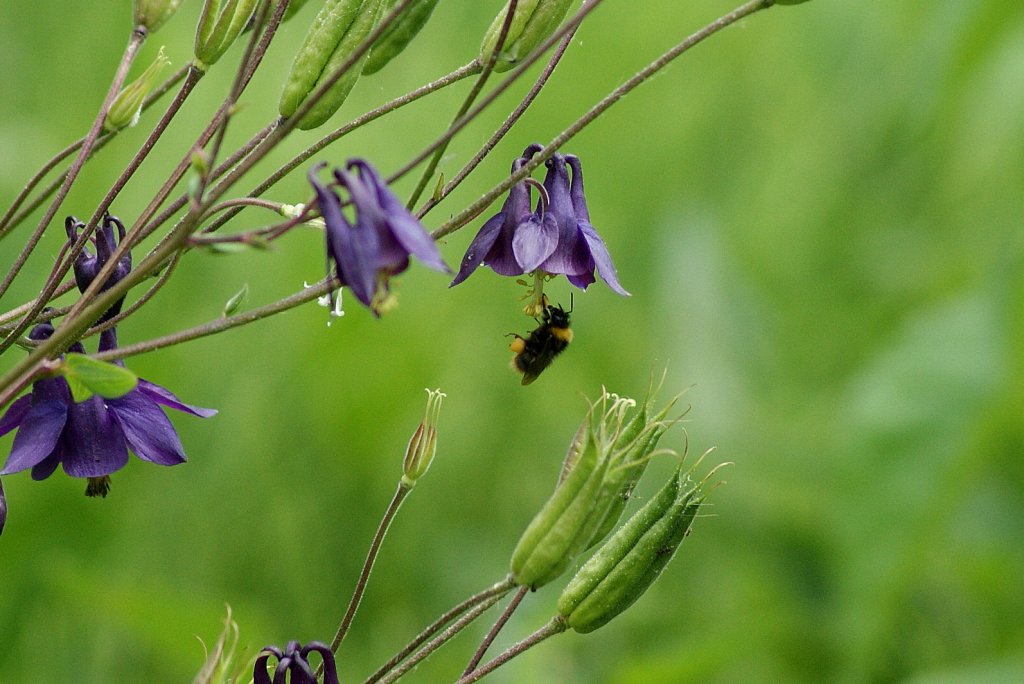 Eine Hummel beim Nektar sammeln.
(06.07.2010)