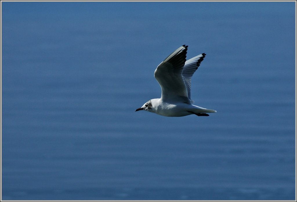 Eine M�we im Flug.
(28.02.2012)