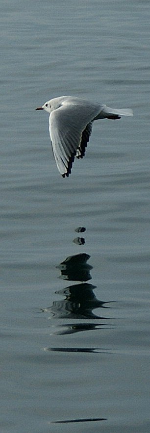 Eine M�we und ihr Spiegelbild.
(11.01.2010)