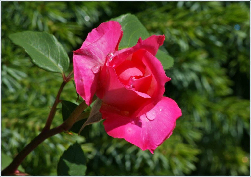 Eine Rose erbl�ht.
(30.06.2013)