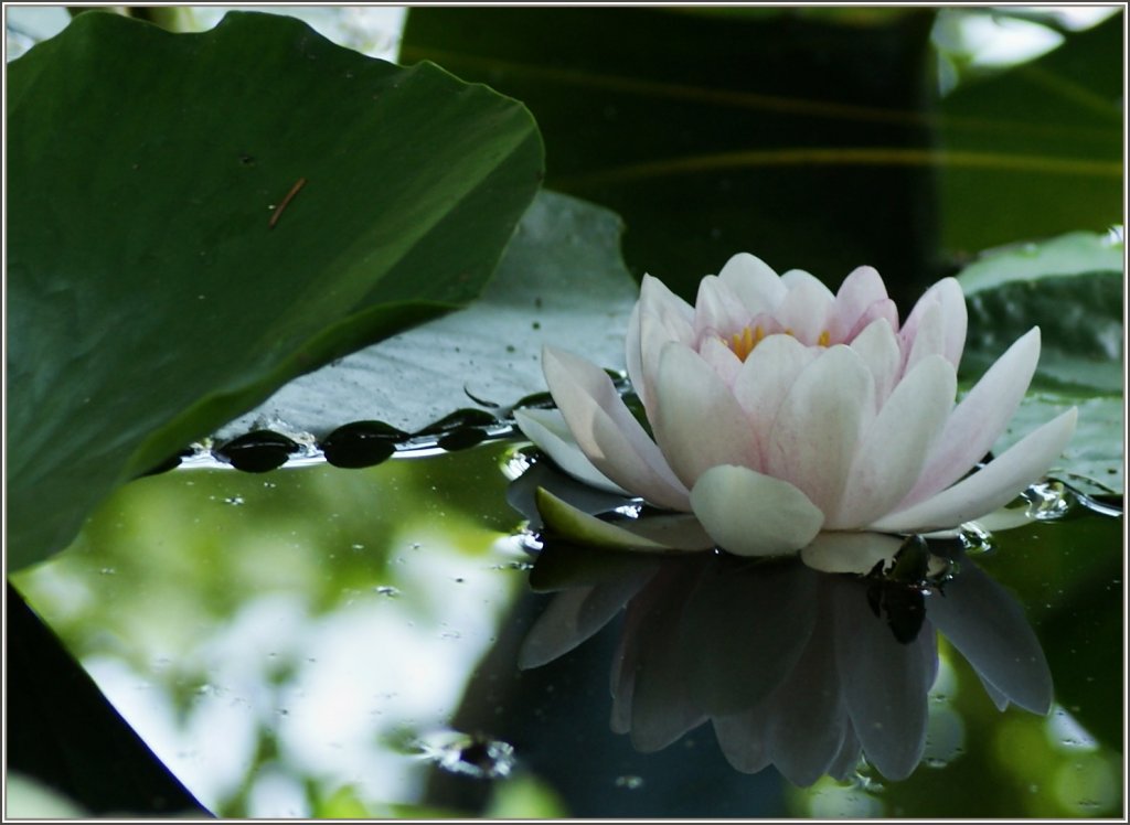 Eine Seerose in voller Bl�te.
(10.07.2010)