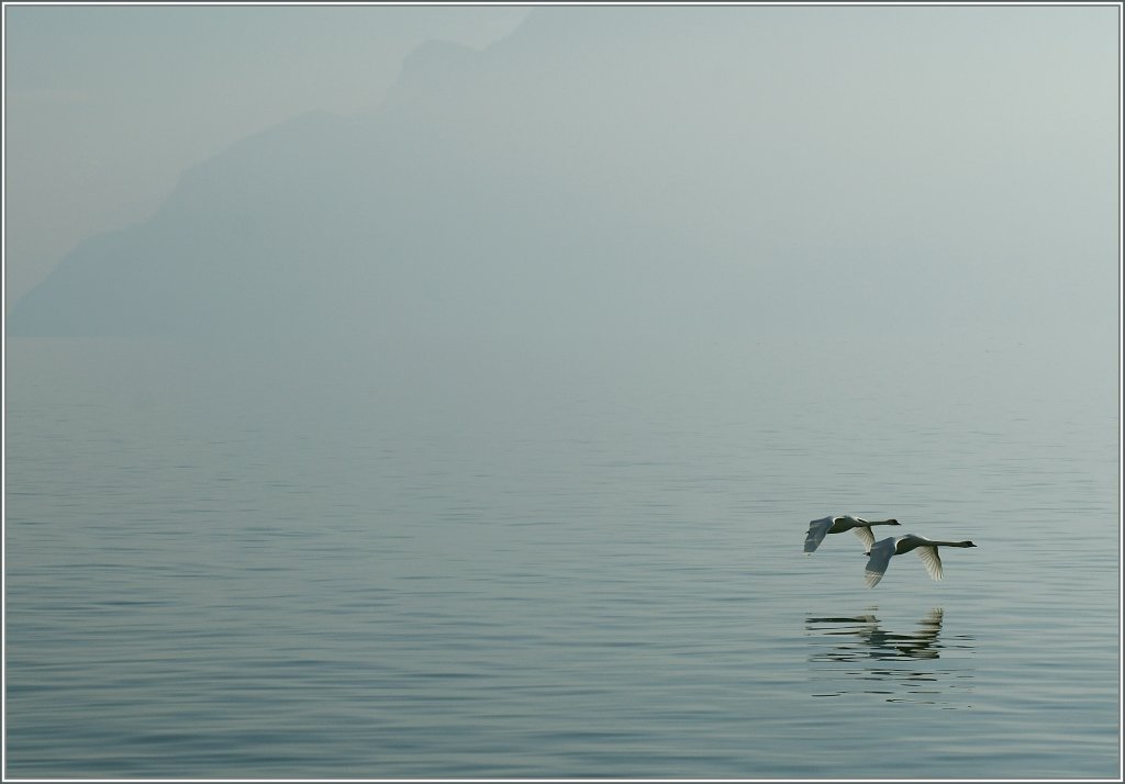 Einfach nur zwei Schw�ne...
Jan. 2011