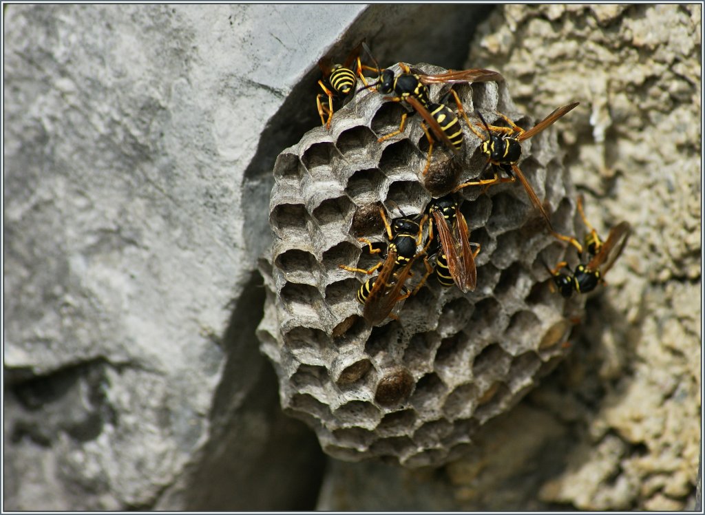 Emsig bauen diese Wespen an ihrem Nest.
(03.08.2013)