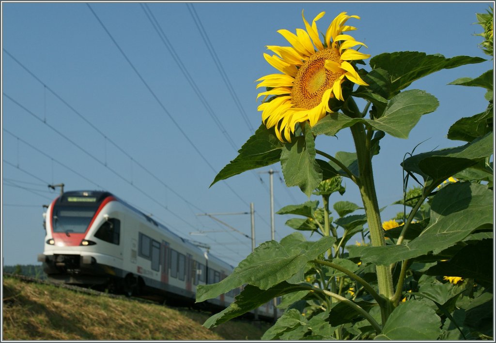 Endlich Sommer!
23.7.13